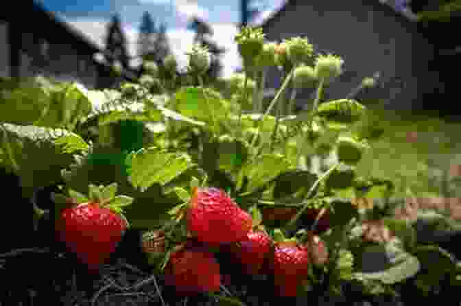 A Beautiful And Bountiful Strawberry Patch, Free From Weeds, With Ripe Red Strawberries Peeking Through The Lush Green Foliage Strawberry Gardening The Easy Weed Free Way