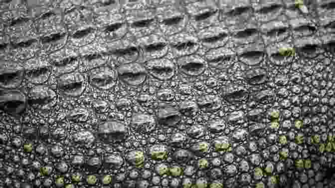 A Close Up Of A Crocodile's Scales, Showcasing Their Tough And Protective Nature Can A Crocodile Brush His Hair? The Unknown Amazing Abilities Of An Ordinary Crocodile A Wonderfully Illustrated Fun And Insightful Rhyming For Kids 2 7 (perfect For Early Readers)