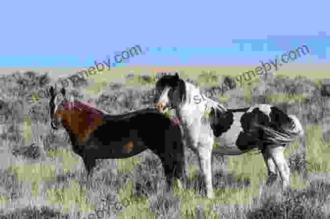 A Family Of American Mustangs Grazing In A Meadow. The American Mustang Guidebook: History Behavior And State By State Directions On Where To Best View America S Wild Horses (Willow Creek Guides)