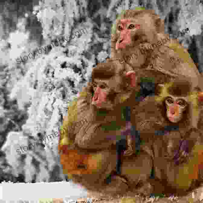 A Family Of Monkeys Huddle Together In A Barn Summer Of The Monkeys Wilson Rawls