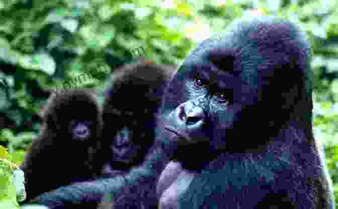 A Gorilla In The Virunga Mountains The Last Rhinos: My Battle To Save One Of The World S Greatest Creatures