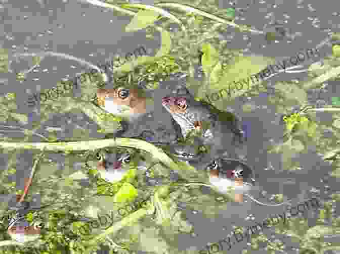 A Group Of Frogs Gathered Near A Pond, Engaged In Vocal Communication During The Mating Season. The Frog: The Life Of A Frog (Amazing Creatures)