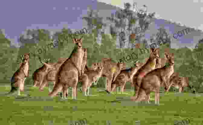 A Group Of Kangaroos Grazing In A Meadow INTERESTING FACTS ABOUT:: AUSTRALIA Lonely Planet