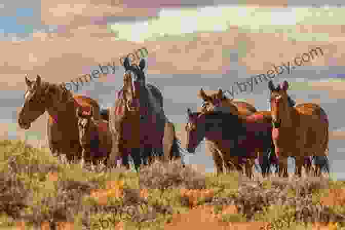 A Herd Of American Mustangs Grazing In A Protected Habitat. The American Mustang Guidebook: History Behavior And State By State Directions On Where To Best View America S Wild Horses (Willow Creek Guides)