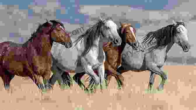 A Herd Of American Mustangs Running Through A Vast Landscape. The American Mustang Guidebook: History Behavior And State By State Directions On Where To Best View America S Wild Horses (Willow Creek Guides)