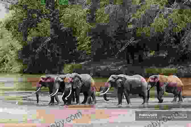 A Herd Of Elephants Crossing A River In The Golden Light Of The African Sunset African Game Trails With More Than 200 Photos : An Account Of The African Wanderings Of An American Hunter Naturalist