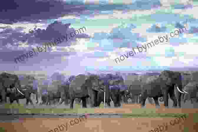 A Herd Of Elephants Walking Through The African Savanna The Elephant Whisperer: My Life With The Herd In The African Wild