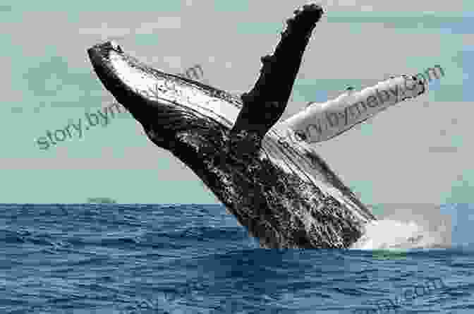 A Humpback Whale Breaching The Surface Of The Ocean Sailing Wondertime: A Family Voyage From Seattle To New Zealand