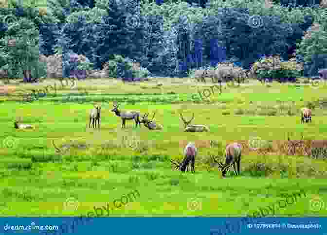 A Majestic Herd Of Elk Grazing Peacefully In A Meadow, Surrounded By Towering Mountains. Banff National Park: Canada (Photo Book 228)