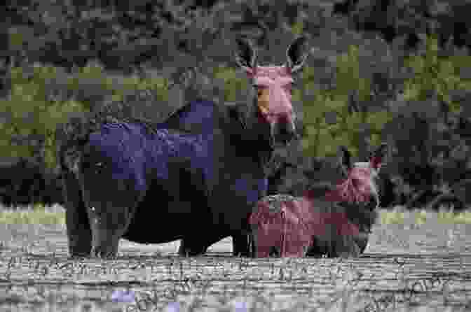 A Majestic Moose Stands In The Heart Of The Quetico Superior Wilderness, Reflecting The Diverse Wildlife Encounters Described In Sigurd Olson's Lonely Land Sigurd F Olson