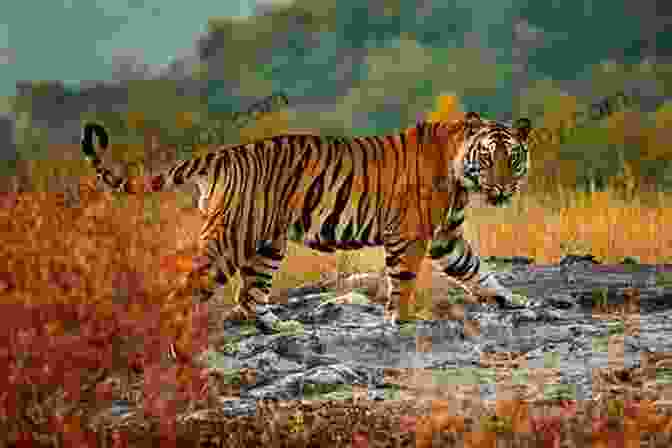 A Majestic Tiger Roaming Through The Verdant Bandhavgarh National Park Unfrozen (Valos Of Sonhadra 9)