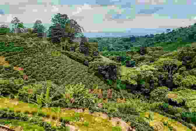 A Panoramic View Of The Lush Coffee Plantations In The Central Valley Costa Rica: San Jose (Photo Book 150)