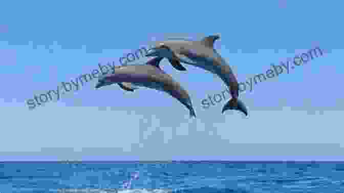 A Pod Of Dolphins Leaping Playfully Out Of The Water Dolphins Forever On Her Bow