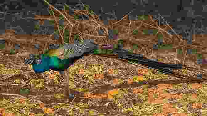 A Proud Peacock Struts Through The Forest, Its Iridescent Tail Feathers Fanned Out In All Their Glory The Proud Peacock: Adapted From An Indian Folktale