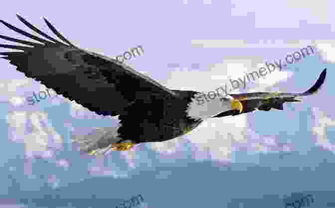 A Soaring Bald Eagle With Its Distinctive White Head And Tail Birds Of Prey: Hawks Eagles Falcons And Vultures Of North America