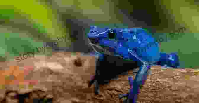 A Striking Blue Poison Dart Frog Sitting On A Leaf Fabulous Frogs (Linda Glaser S Classic Creatures)