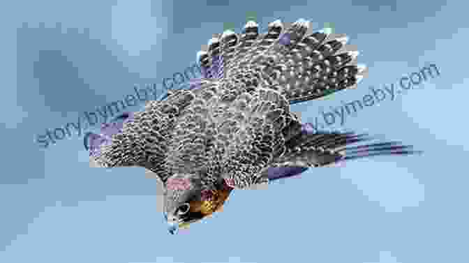 A Swift Peregrine Falcon In Mid Flight Birds Of Prey: Hawks Eagles Falcons And Vultures Of North America