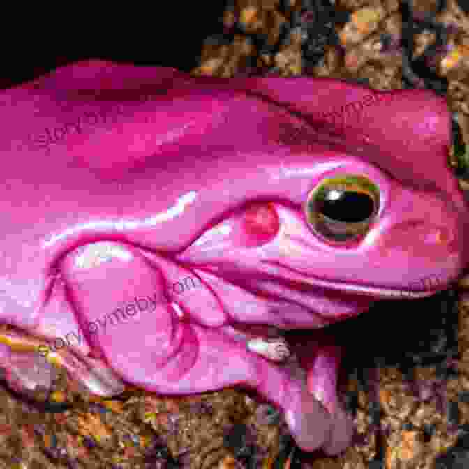 A Tiny Tree Frog Perched On A Leaf, Showcasing Its Vibrant Coloration And Camouflaging Abilities. The Frog: The Life Of A Frog (Amazing Creatures)