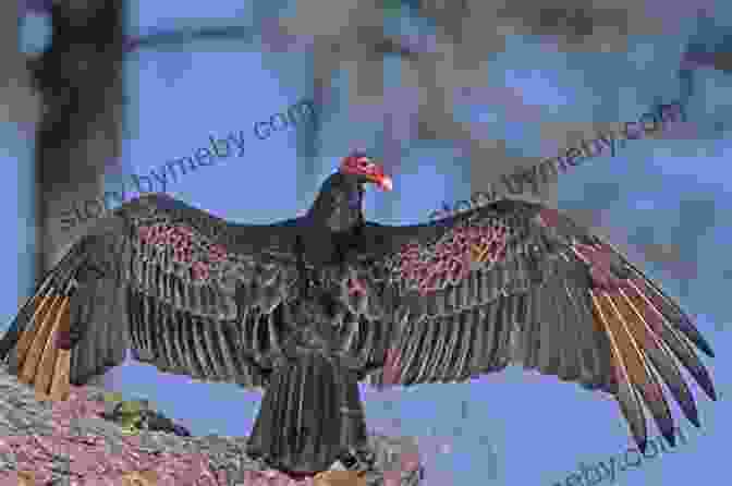 A Turkey Vulture With Its Distinctive Red Head And Black Feathers Birds Of Prey: Hawks Eagles Falcons And Vultures Of North America