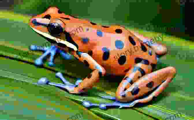 A Vibrant Poison Dart Frog, Highlighting The Captivating Coloration And Toxic Secretions That Serve As A Defense Mechanism Against Predators. The Frog: The Life Of A Frog (Amazing Creatures)