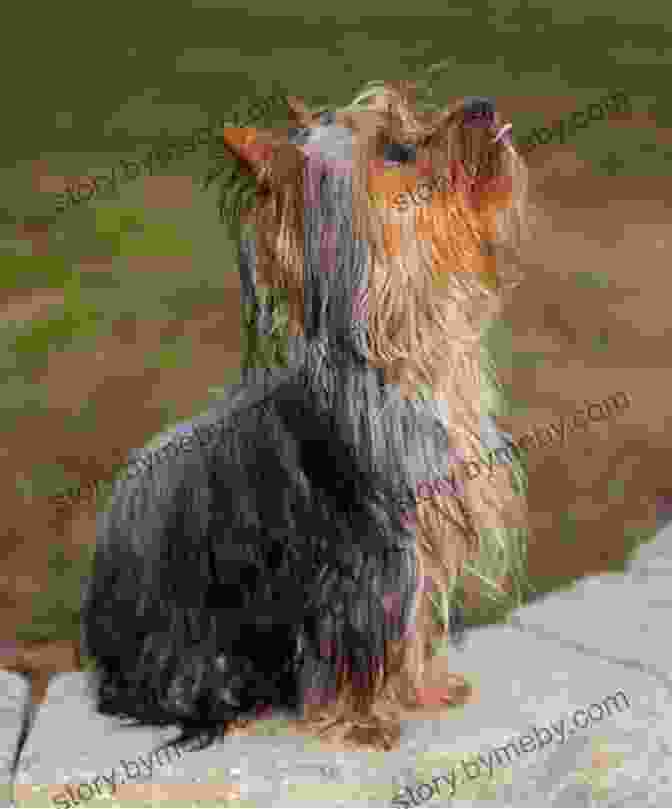 A Yorkshire Terrier Sitting Obediently Next To Its Owner Yorkshire Terrier Training Guide: Training Breed History Appearance Unique Health Problems And Social Temperament