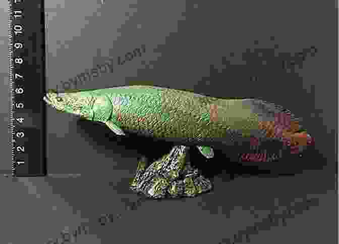 Arapaima Fossil, Highlighting Its Ancient Evolutionary Lineage Akin To Dinosaurs ARAPAIMA: The Best Guide To Know Everything About Arapaima