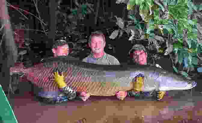 Arapaima Leaping Out Of Water, Showcasing Its Massive Size And Powerful Tail ARAPAIMA: The Best Guide To Know Everything About Arapaima