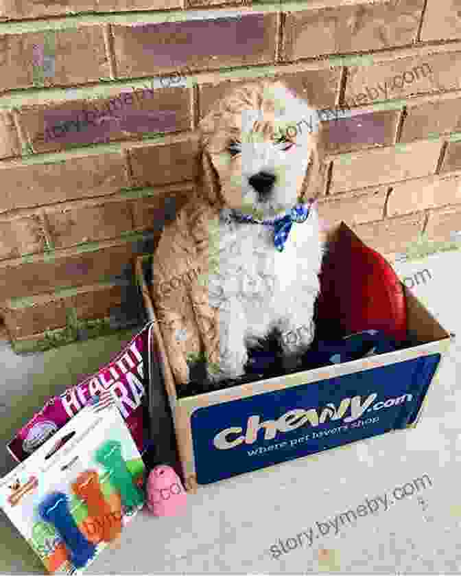 Chewie The Goldendoodle Helping To Pack Boxes Chewie The Goldendoodle: Moving Day