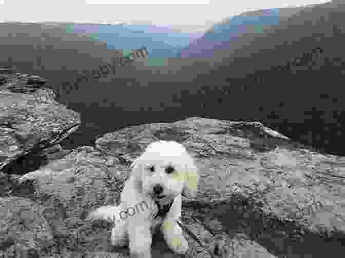 Chewie The Goldendoodle Hiking In The Mountains Chewie The Goldendoodle: Best Friends