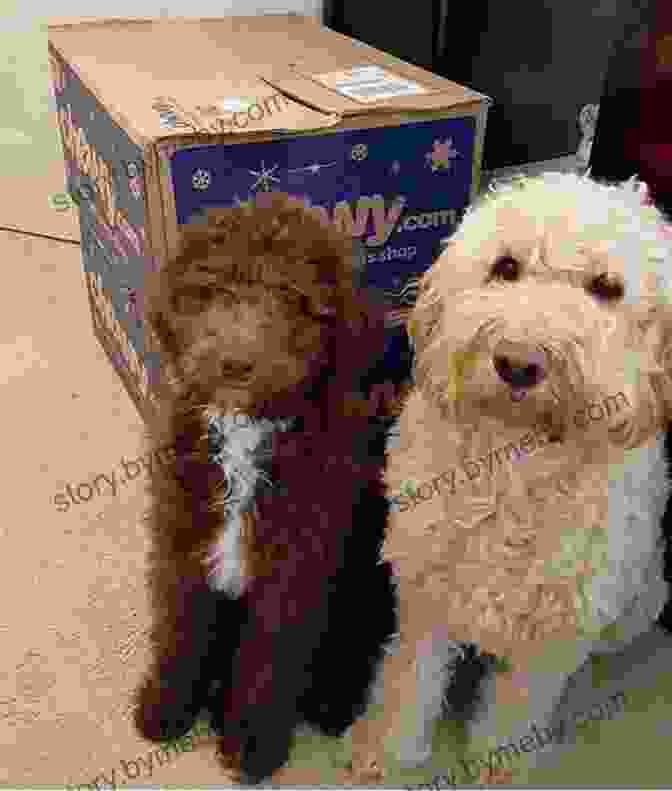 Chewie The Goldendoodle Standing In Front Of Moving Boxes Chewie The Goldendoodle: Moving Day