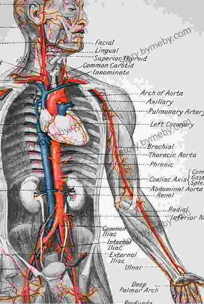 Detailed Human Anatomy Diagram For Drawing Reference HOW TO DRAW HUMAN: Learn The Basics On How To Draw Human Shape With Ease And The Essential Tools To Use