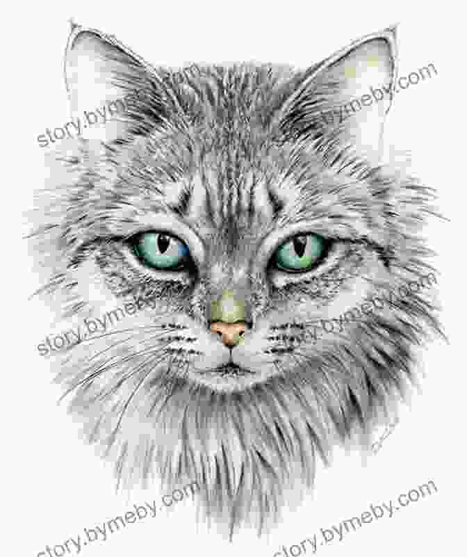 Drawing Of A Domestic Cat Draw 50 Cats: The Step By Step Way To Draw Domestic Breeds Wild Cats Cuddly Kittens And Famous Felines