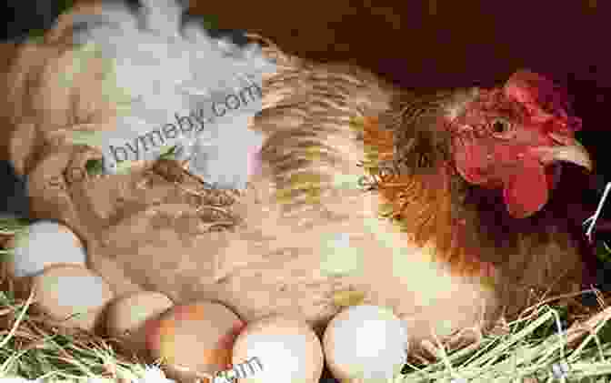 Image Of A Chicken Sitting On Eggs Raising Chickens Goats Backyard Beekeeping For Beginners: 3 In 1 Compilation Step By Step Guide To Raising Happy Backyard Chickens Goats Your First As 30 Days (Self Sufficient Survival)