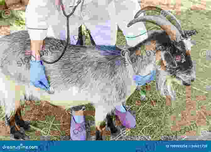 Image Of A Veterinarian Examining A Goat Raising Chickens Goats Backyard Beekeeping For Beginners: 3 In 1 Compilation Step By Step Guide To Raising Happy Backyard Chickens Goats Your First As 30 Days (Self Sufficient Survival)