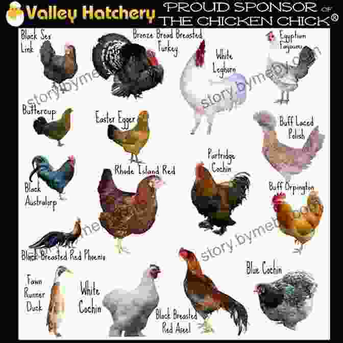 Image Of Various Chicken Breeds Raising Chickens Goats Backyard Beekeeping For Beginners: 3 In 1 Compilation Step By Step Guide To Raising Happy Backyard Chickens Goats Your First As 30 Days (Self Sufficient Survival)