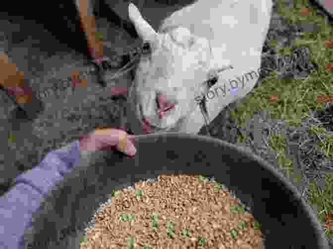 Image Of Various Types Of Goat Feed Raising Chickens Goats Backyard Beekeeping For Beginners: 3 In 1 Compilation Step By Step Guide To Raising Happy Backyard Chickens Goats Your First As 30 Days (Self Sufficient Survival)