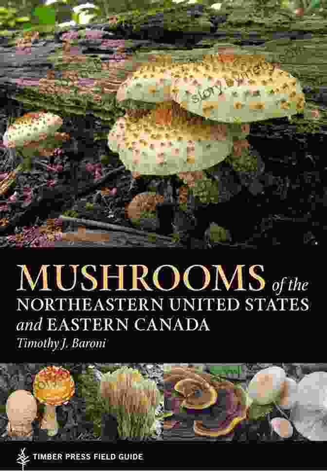 Mushrooms Of The Northeastern United States And Eastern Canada Mushrooms Of The Northeastern United States And Eastern Canada (A Timber Press Field Guide)