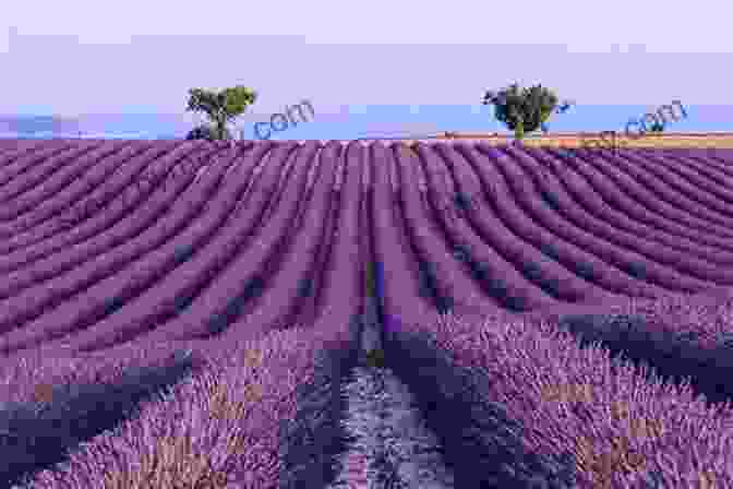 Rolling Lavender Fields In Valensole, Provence Lonely Planet Provence The Cote D Azur (Travel Guide)