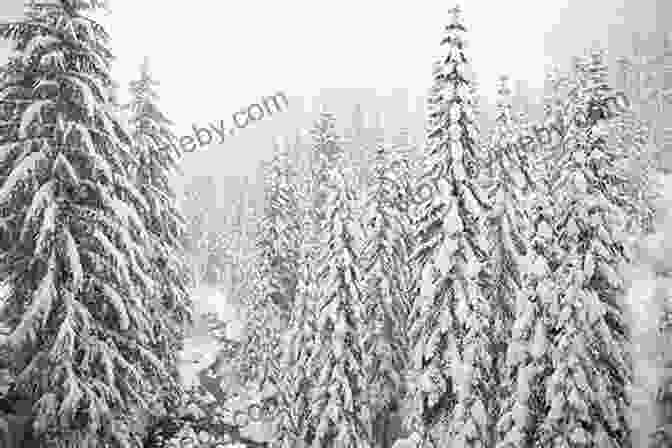 Snow Covered Mountains And Evergreen Trees In The Bitterroot Wilderness. Indian Creek Chronicles: A Winter In The Bitterroot Wilderness