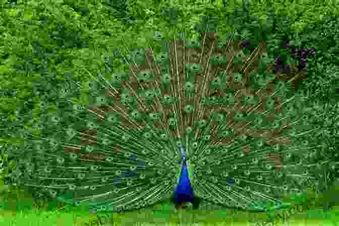 The Peacock, Once Proud, Now Stands With Its Feathers Folded, Having Learned The Lesson Of Humility And Acceptance The Proud Peacock: Adapted From An Indian Folktale