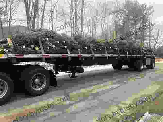 Twenty Big Trucks Hauling A Giant Christmas Tree Through A Snowy Landscape Twenty Big Trucks In The Middle Of Christmas