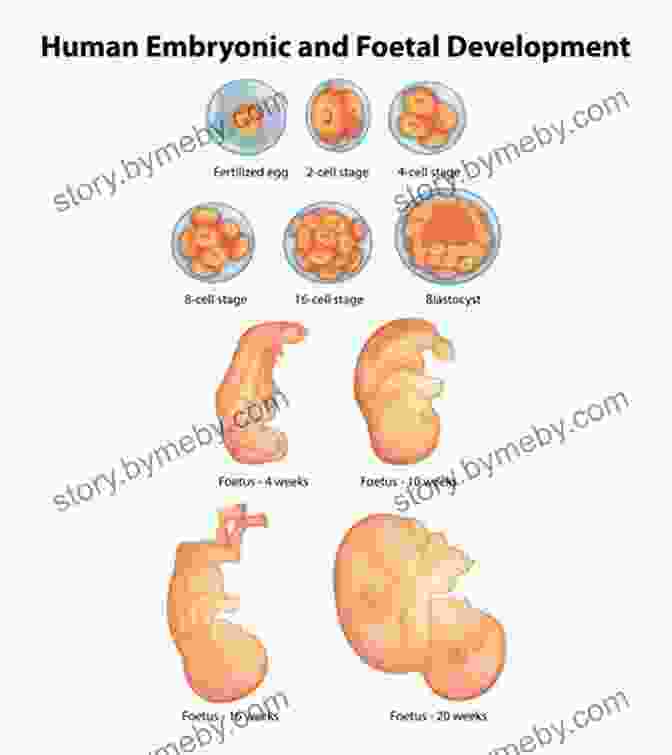 Ultrasound Image Of A Developing Fetus, Signifying Hope And Progress In Infertility Care The Boston IVF Handbook Of Infertility: A Practical Guide For Practitioners Who Care For Infertile Couples Fourth Edition (Reproductive Medicine And Assisted Reproductive Techniques S)