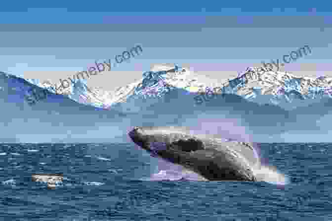 Whale Watching In Alaska Lonely Planet Alaska (Travel Guide)